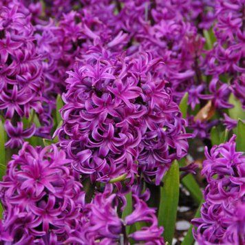 Набір 5 цибулин Гіацинт Purple Sensation 15/16 91 фото