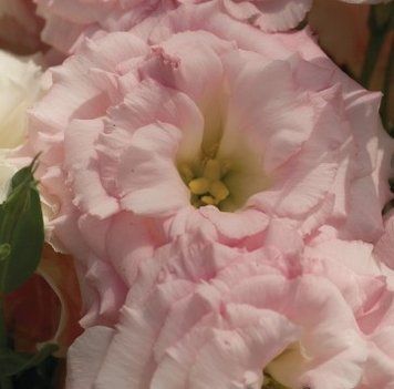 Еустома Mariachi 2 Misty pink 5 насінин 2377708013 фото