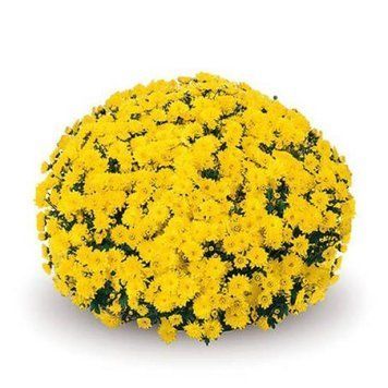 Хризантема мультифлора Padre Yellow  11 фото