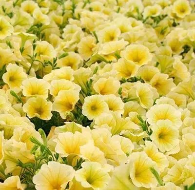 Петунія Opera Supreme F1 Lemon 3 шт 122 фото